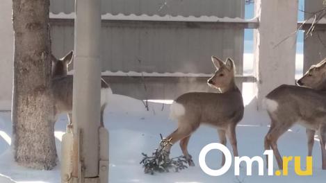 «Для них косули – пища»: в омском охотнадзоре рассказали об угрозе от бездомных собак