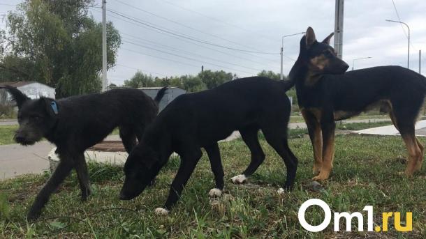 В Омске 9-летнюю девочку искусала стая собак