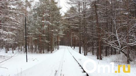 В Омской области директор лесхоза вырубил живые деревья почти на 2 миллиона