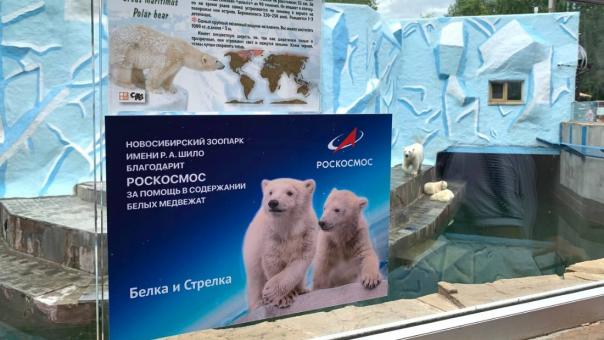 «Роскосмос» стал куратором белых медвежат Белка и Стрелка из Новосибирского зоопарка