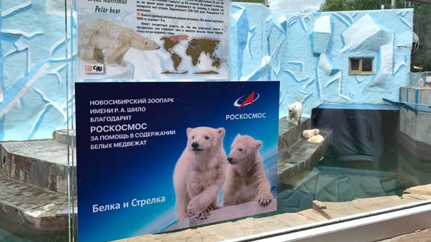 «Роскосмос» стал куратором белых медвежат Белка и Стрелка из Новосибирского зоопарка
