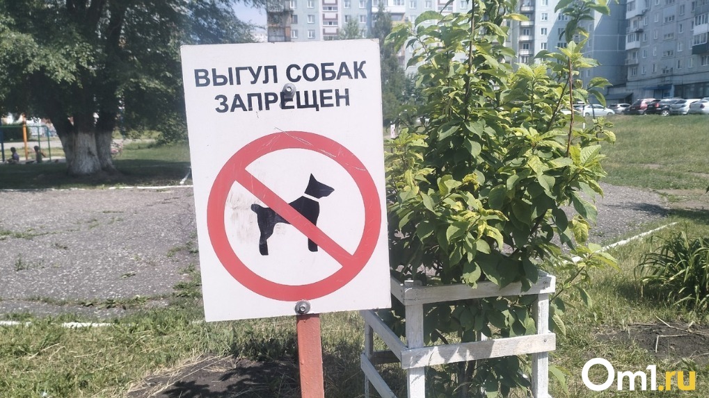 Выгул больших собак без намордника запретят в Новосибирской области