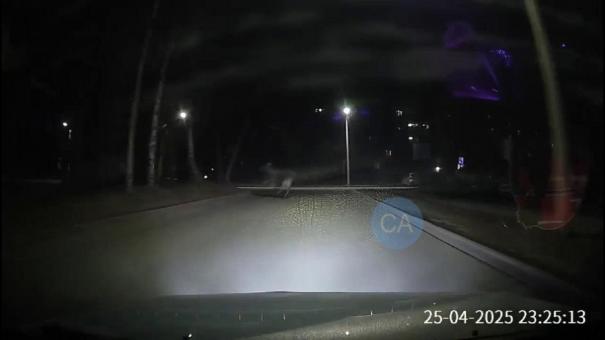 Лось разгуливал по Академгородку в Новосибирске