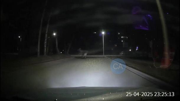 Лось разгуливал по Академгородку в Новосибирске