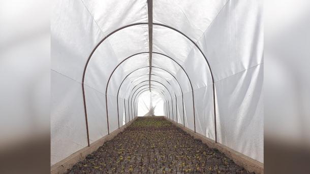 В Омске построили 13 парников для будущих кустарников