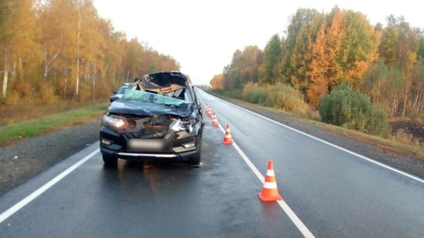 Омич чудом выжил после сильнейшего столкновения с взрослым лосем