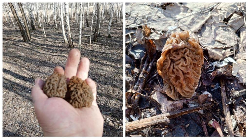 Новосибирские грибники открыли сезон сморчков