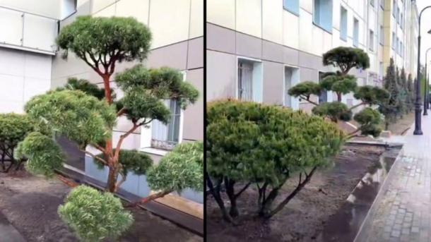 У омского гастробара появился зелёный японский уголок