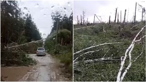 Лесные рощи уничтожил мощный ураган под Новосибирском