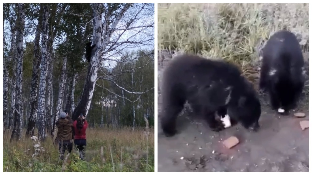 Двух голодных медвежат встретили новосибирцы. ВИДЕО