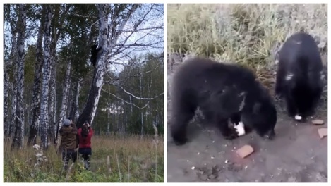 Двух голодных медвежат встретили новосибирцы. ВИДЕО
