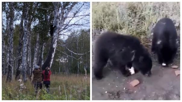 Двух голодных медвежат встретили новосибирцы. ВИДЕО