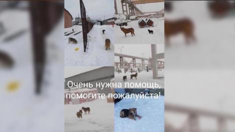 «Им нужна помощь»: щенят от смерти в бетонных плитах спасают две пенсионерки в Новосибирске