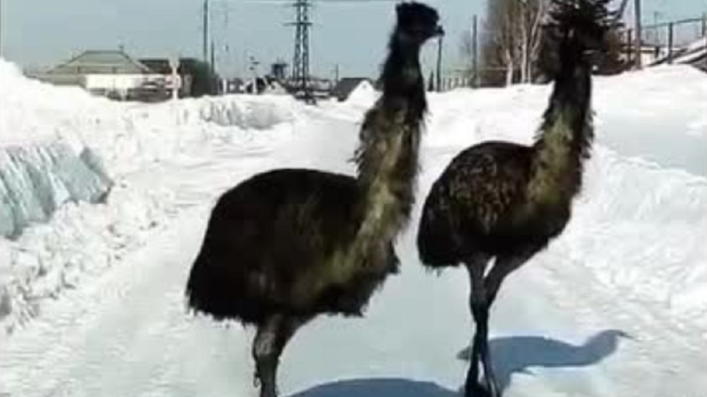 Жители Новосибирской области заметили страусов на дороге