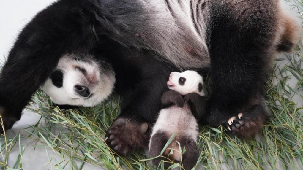 Катюша, Ай Минь или Маша: для малышки-панды из московского зоопарка выбирают имя