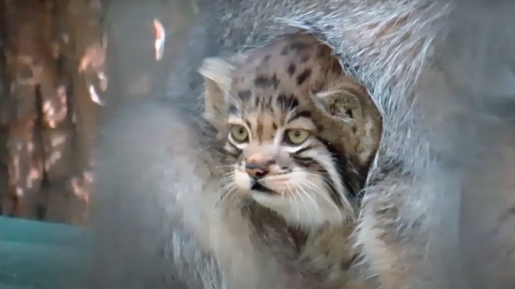 «Ведут себя как люди»: манул Мия родила шестерых котят в Новосибирском зоопарке. ВИДЕО