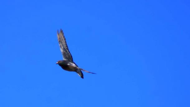 Мытищинские птицы гибнут сотнями у шумозащитных экранов: их хотят защитить «хищниками»