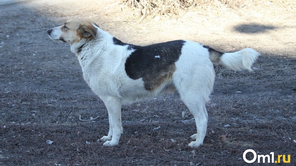 Бродящих собак в Омске больше нельзя законно убивать