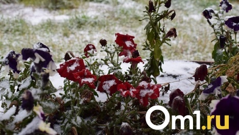 На север Омской области обрушивался шквалистый ветер и град — ФОТО