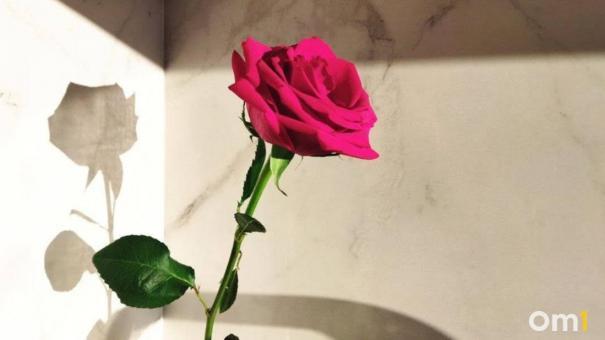 Новосибирцам рассказали про февральский уход за цветами, который нельзя пропустить