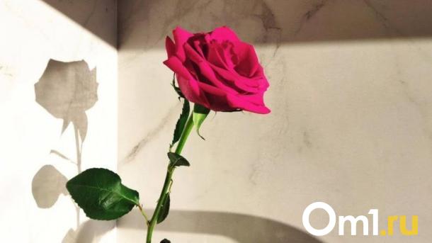 Новосибирцам рассказали про февральский уход за цветами, который нельзя пропустить