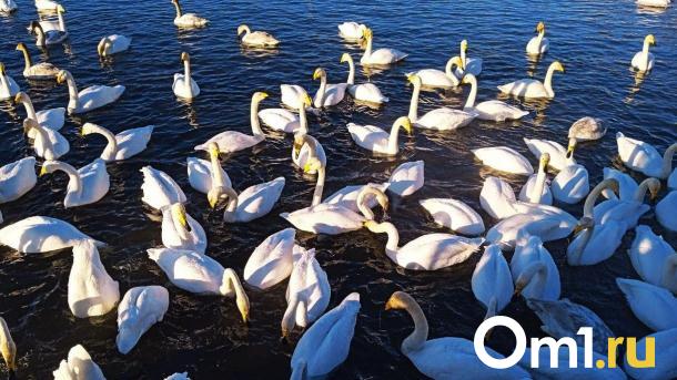 Пьяная женщина украла гусей в Новосибирской области