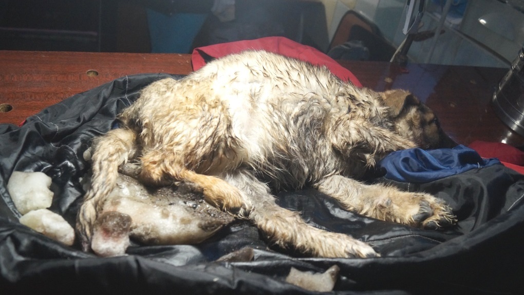 На трассе под Омском спасли щенка, вмерзшего в лед