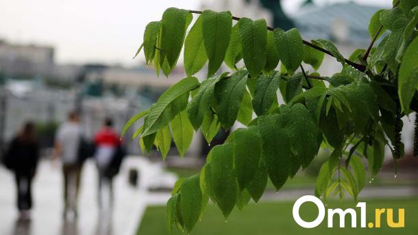 Затяжные ливни и похолодание: синоптики рассказали о погоде на неделю в Новосибирске