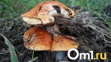Омичи рассказали, где вёдрами собирают грибы