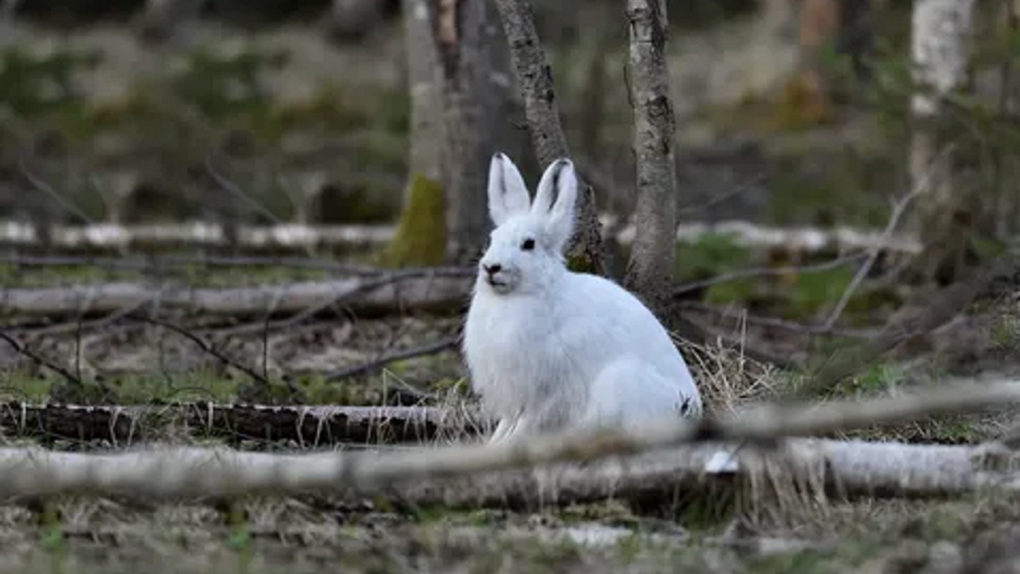 В Омской области открывается сезон охоты на зайчиков
