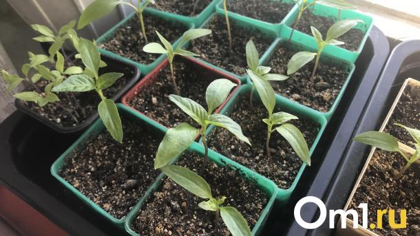 Интернет-магазины продают омичам неофициальные сорта растений