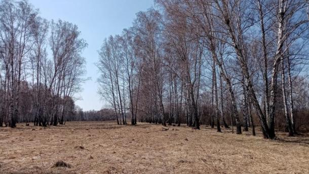 Жители Новосибирска возмутились вырубкой леса в Сосновом бору