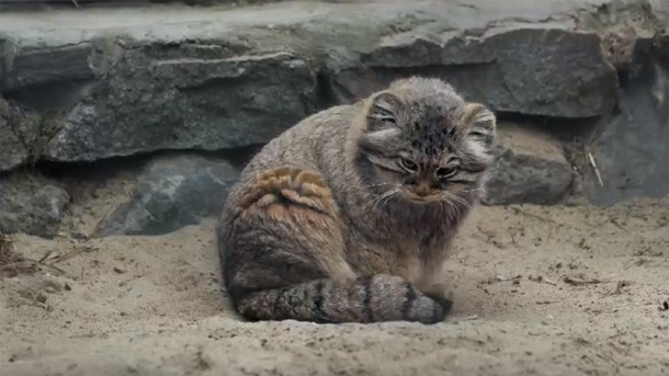 Новосибирский программист опубликовал видео с уснувшим на хвосте манулом