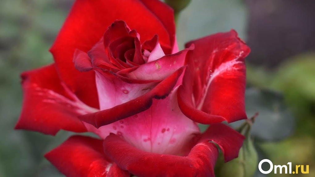 Тысячей роз украсили парк «Берёзовая роща» в Новосибирске