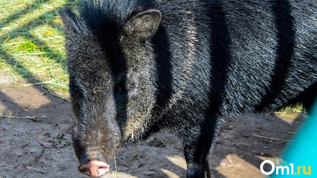 Под Новосибирском медведь задрал свинью и её новорождённых поросят