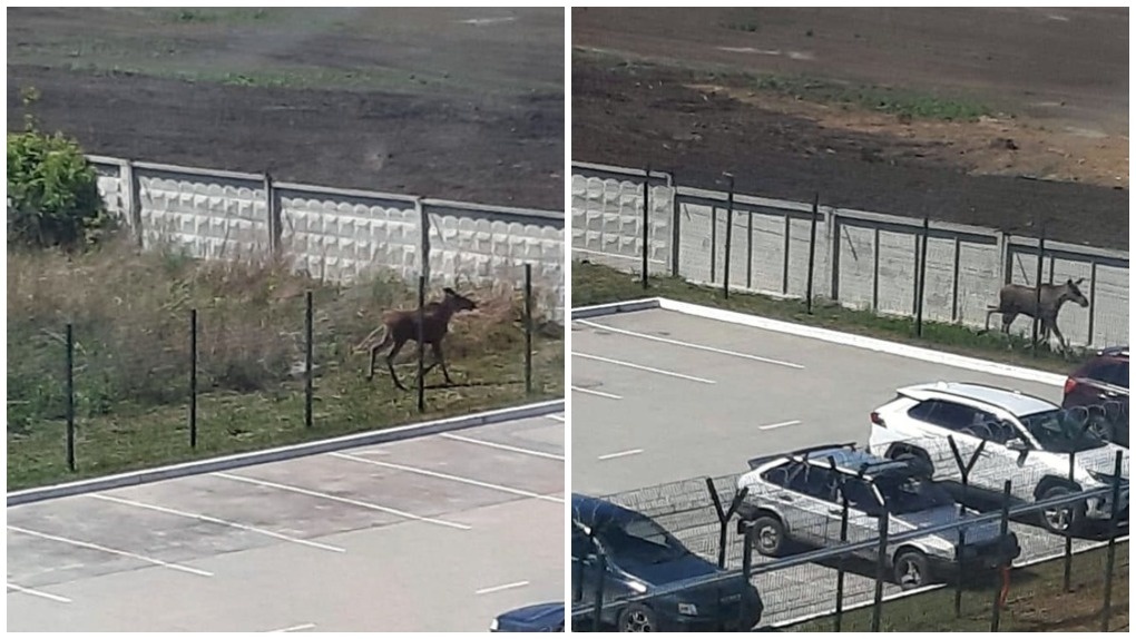 В Новосибирске лосёнок неделю не может выбраться из огороженной парковки