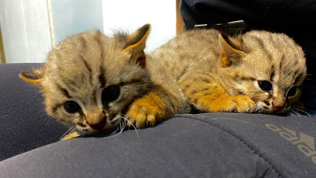 В Новосибирском зоопарке впервые родились ржавые котята