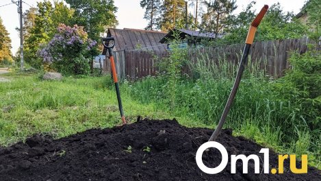 Ветеранам СВО из Омска будут бесплатно давать земельные участки