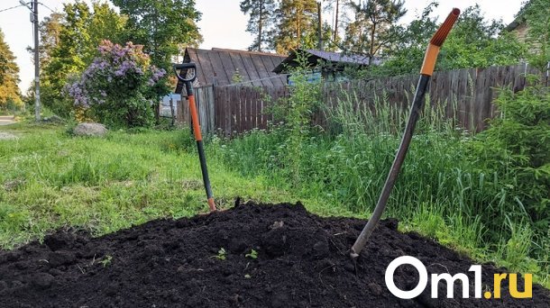 Ветеранам СВО из Омска будут бесплатно давать земельные участки