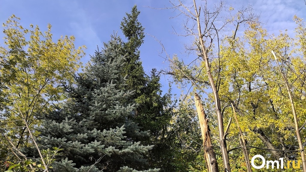В Омске хотят срубить 14 тысяч деревьев для строительства завода