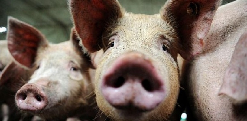 Фермер Фиксель, на подворье которого началась чума свиней в Омской области, может отправиться в тюрьму