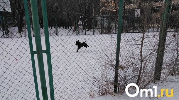 Собачники отняли у школьников футбольное поле в Омске