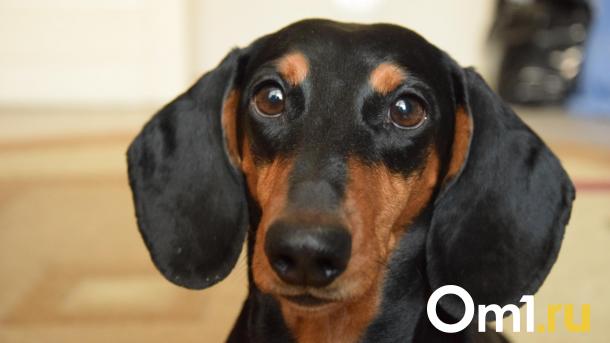 Из-за бродячих собак омский бюджет потерял миллион