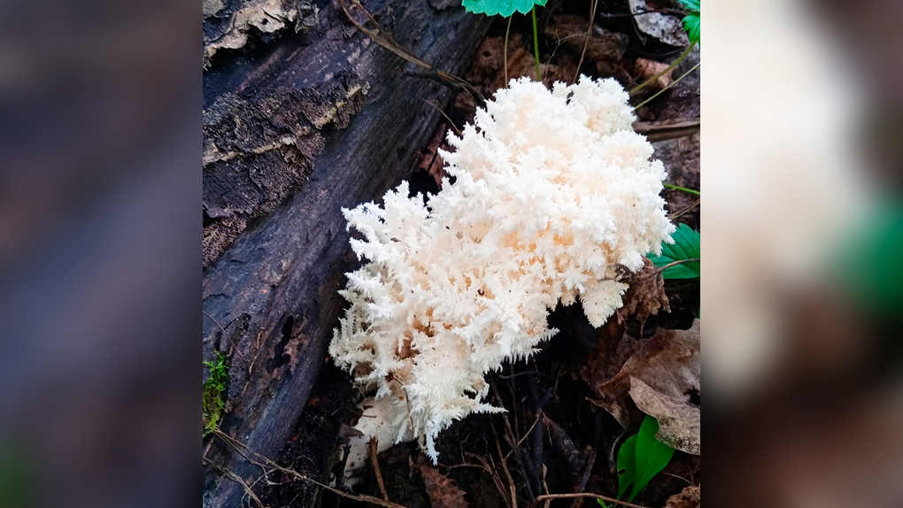 «Потрясающей красоты»: редкий гриб-коралл обнаружил в лесу житель Новосибирской области
