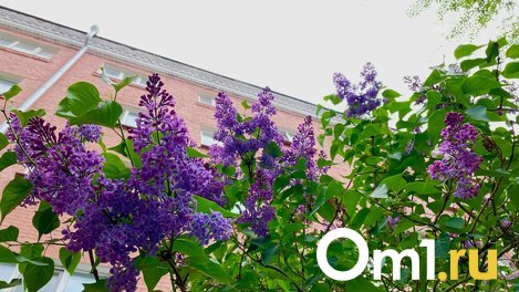 В Омск идут гроза, дождь и шквалистый ветер