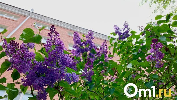 В Омск идут гроза, дождь и шквалистый ветер