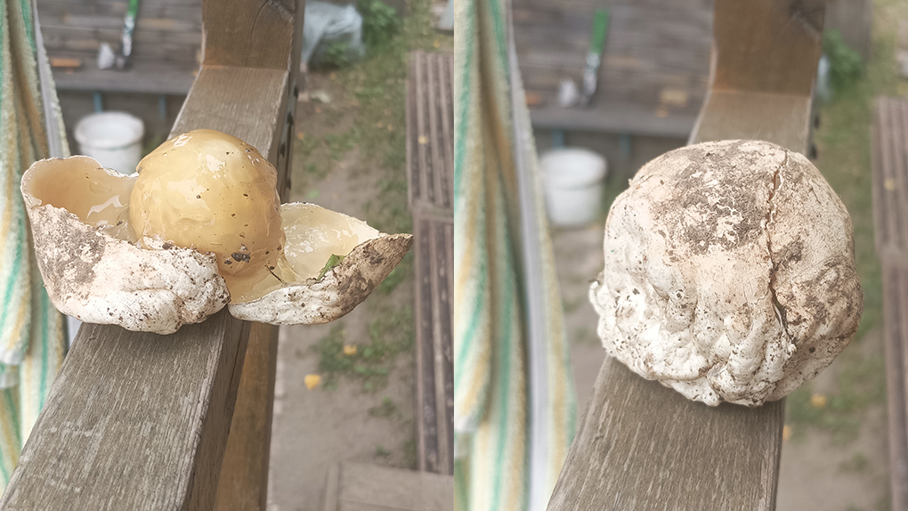 «Чёртово яйцо» нашла жительница Новосибирска в собственном огороде