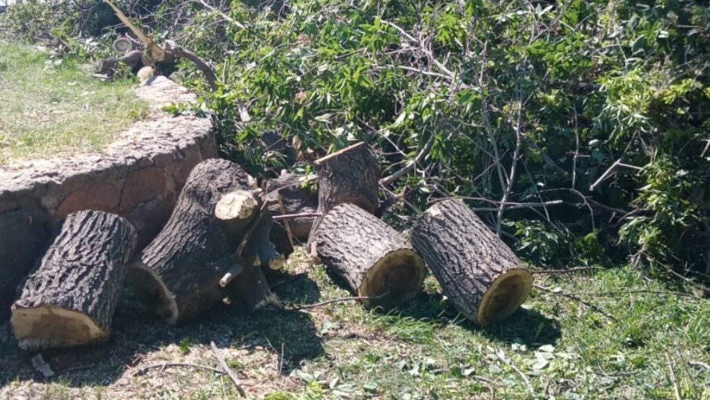 Опасные деревья вырубят в Нарымском сквере Новосибирска. ФОТО