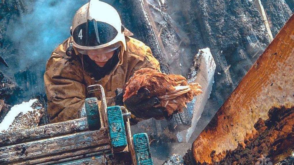 Котики и ёжики: омские спасатели поделились фотографиями спасённых зверей