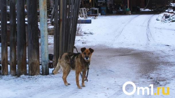 Как гарантированно не стать жертвой собачьей стаи в Новосибирске: инструкция осторожности